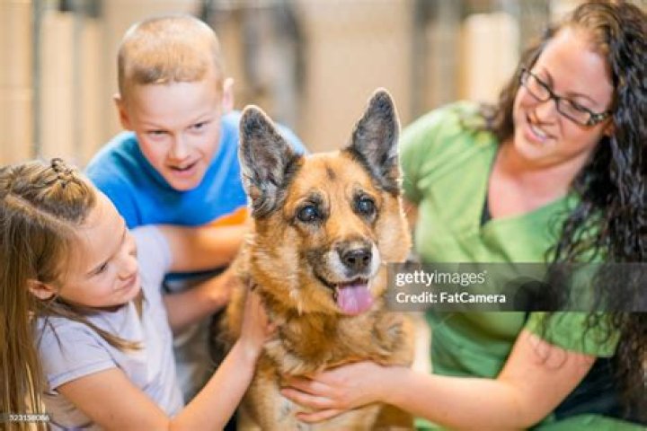 Can a 14 year old volunteer at an animal shelter UK?