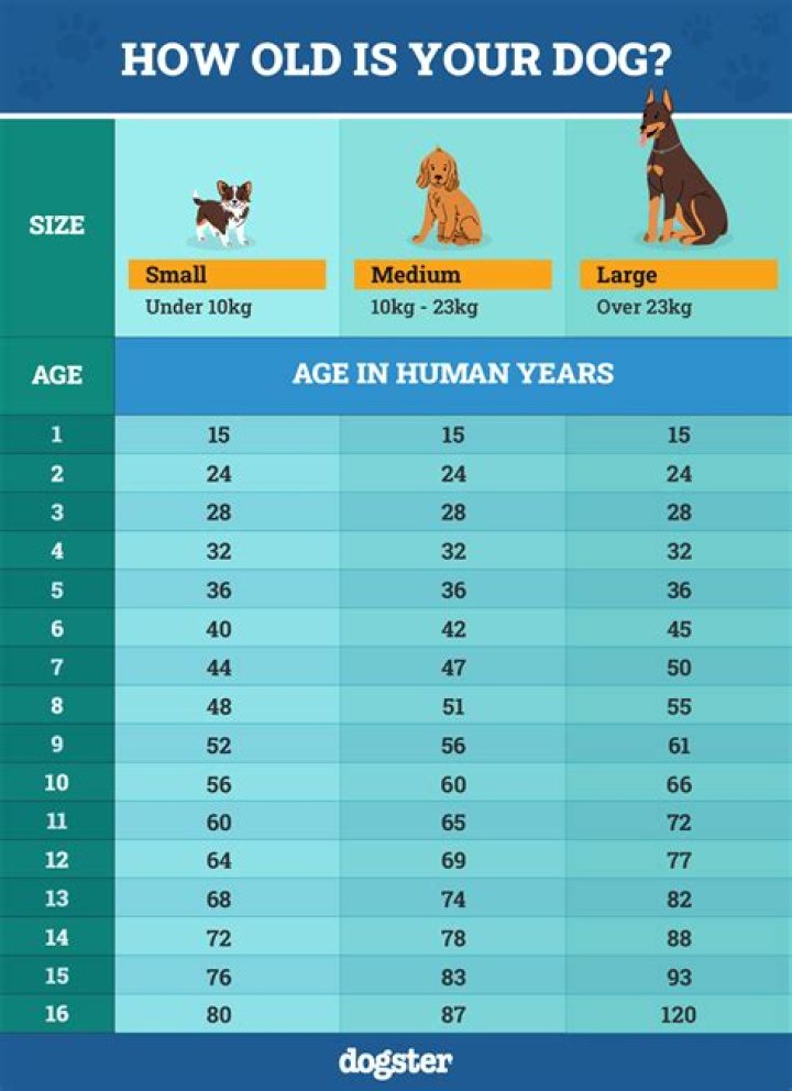 Can a 9 year old be a dog walker?