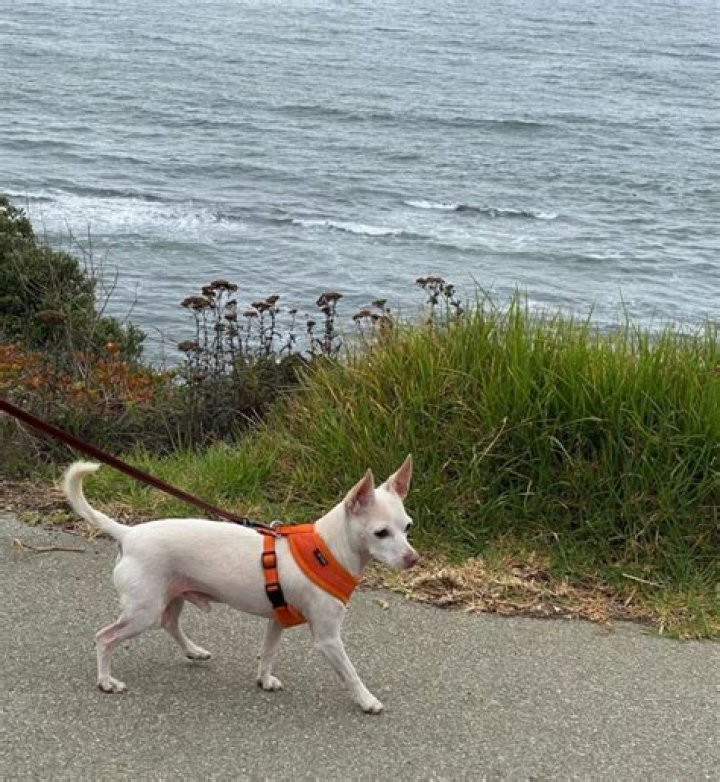 Can an 11 year old walk dogs?