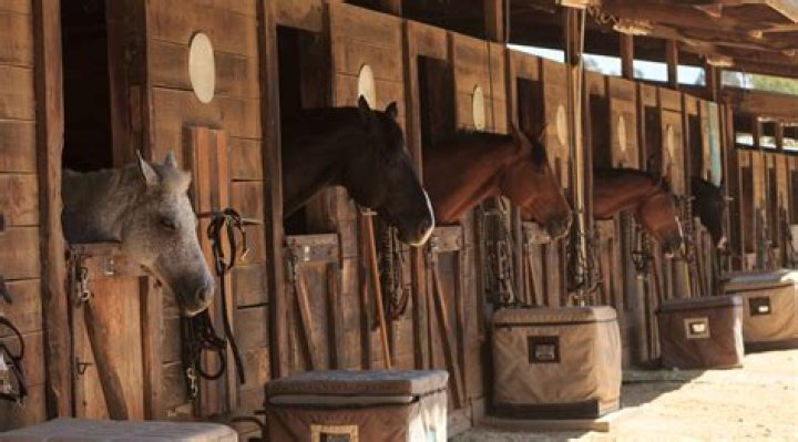 Can you work at a horse stable?