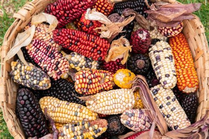 Did the Shawnee tribe eat?