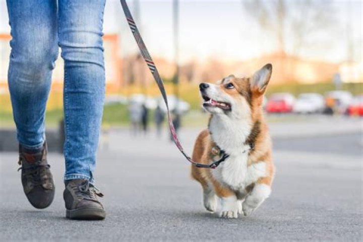 How much do you charge someone to walk their dog?