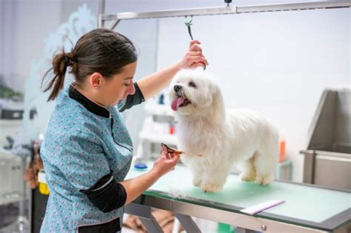 How old do you have to be to groom a dog?