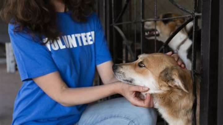 How old do you have to be to volunteer at an animal shelter in Ohio?