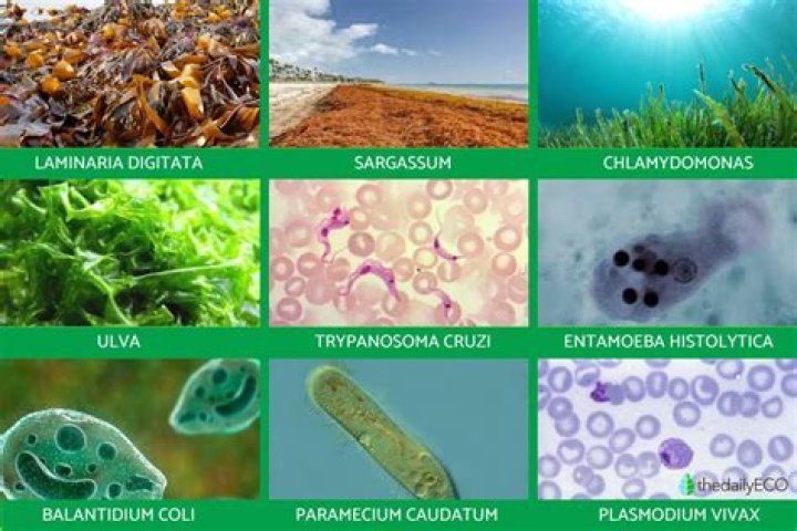 In what kind of environment do protists thrive in?