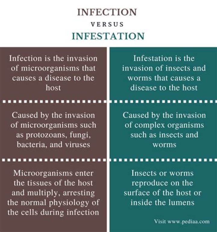 What is cross infection and infestation?
