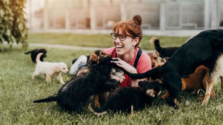 Where can I do work experience with animals?